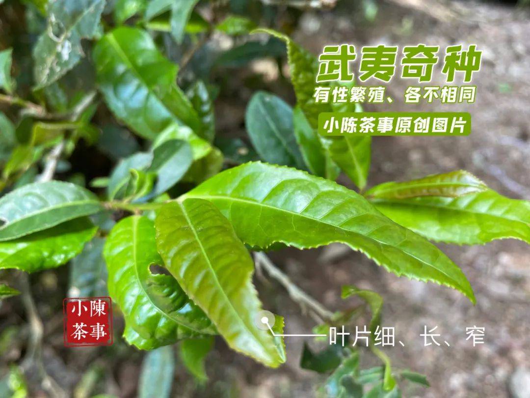 巖茶裡大紅袍水仙肉桂奇種名叢新品種哪一種更好