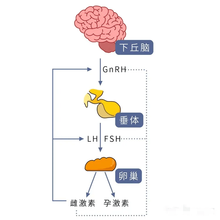 女性下丘脑垂体性腺轴图片