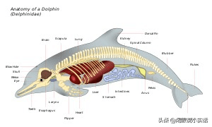 海豚的生殖缝正面图片图片