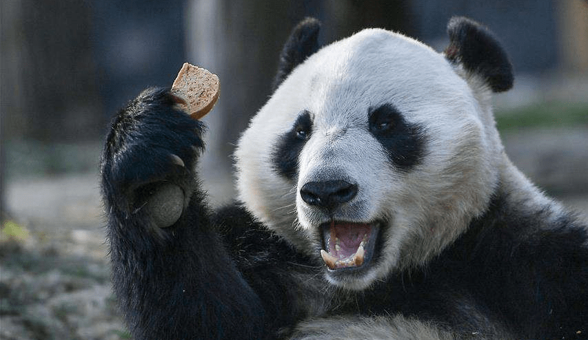 大熊猫 凶猛图片