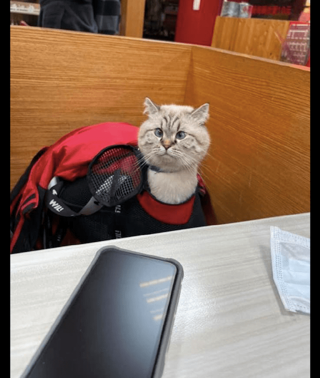 网友带猫咪去餐厅,它伸长了脖子四处张望,好像是一只羊驼啊_样子_宠物