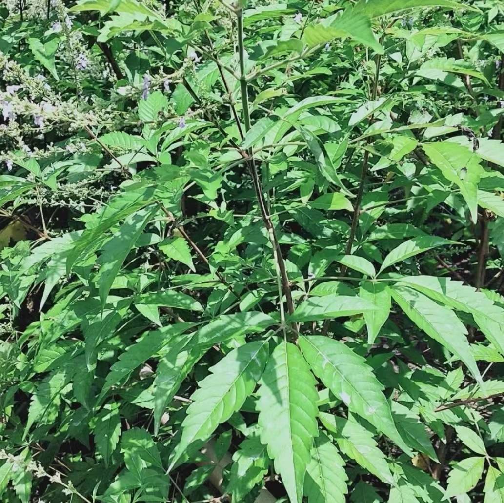 原创味道扑朔迷离的灰水粽灰水到底是啥东西