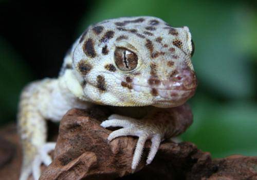 原创活恐龙新西兰大蜥蜴恐龙时代爬行动物的后代寿命长达百年