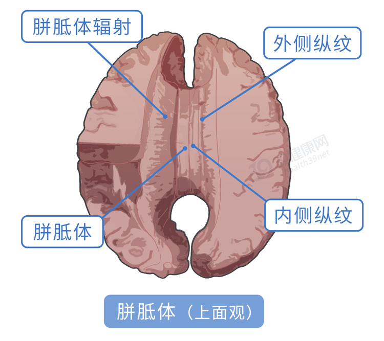 女生是如何靠第六感,发现男朋友出轨的?最科学的解释来了_finds_大脑_