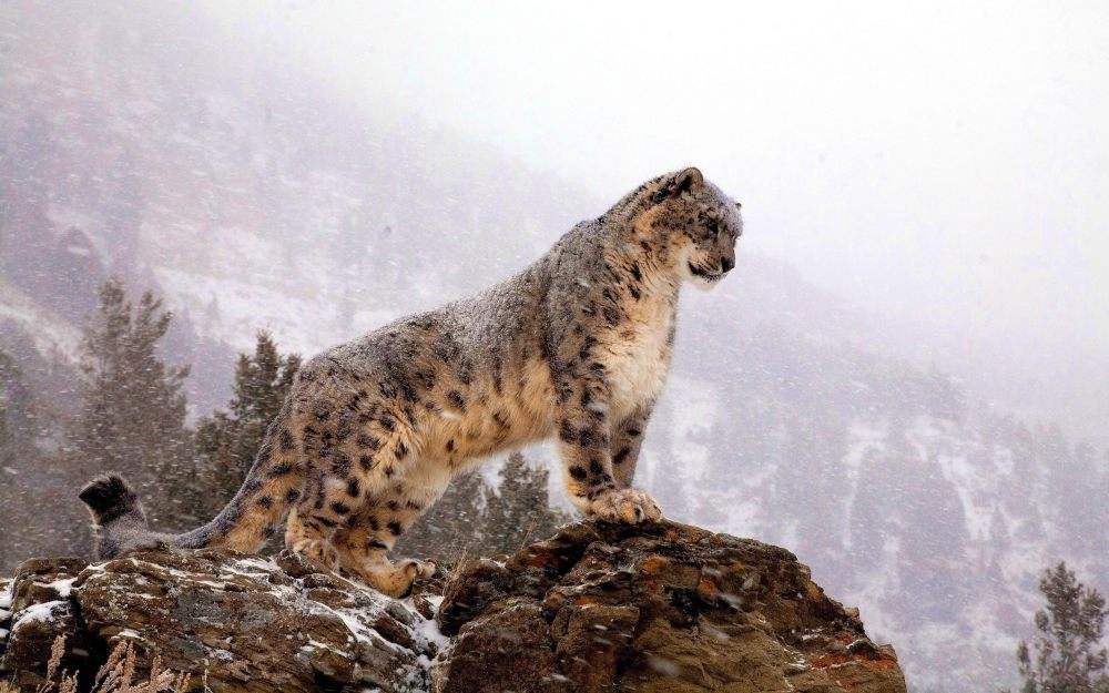 雪豹图片凶猛图片