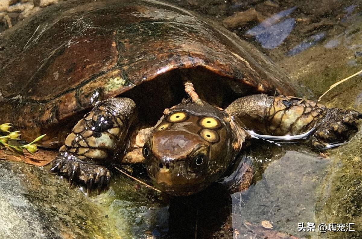 国龟以古朴中正为美,无论草龟,黄喉,皆属此列;这四眼龟自然也不例外