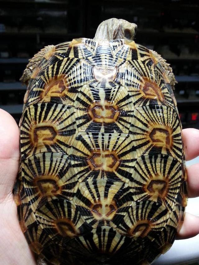 原创饼干陆龟薄饼龟这是一只花纹漂亮特殊的乌龟