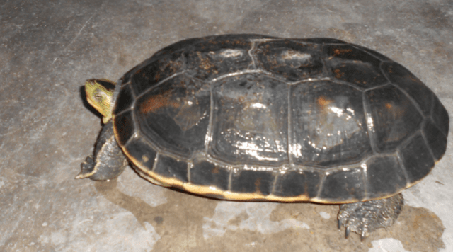 缅甸山龟背部有三个明显的脊,非常引人注目.