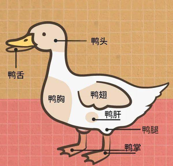 鸭肉分割示意图图片