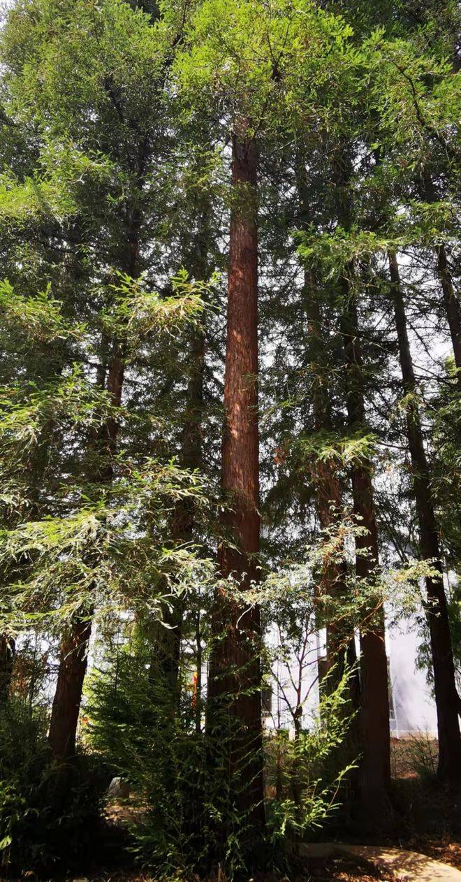 原创832米中国最高树木再次被刷新可为何我国没有100米大树