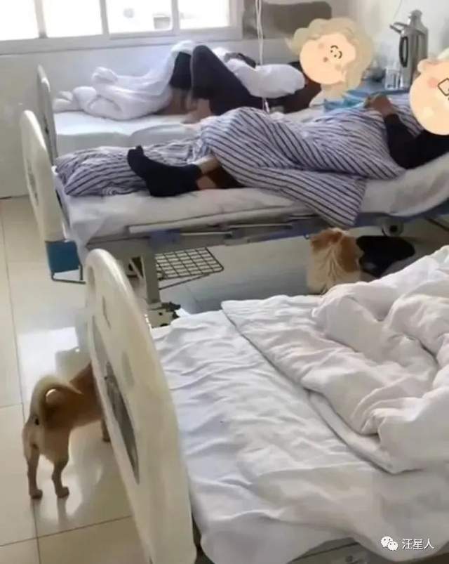 老人突发疾病住院两只狗狗一路追来守在病床旁不吵不闹