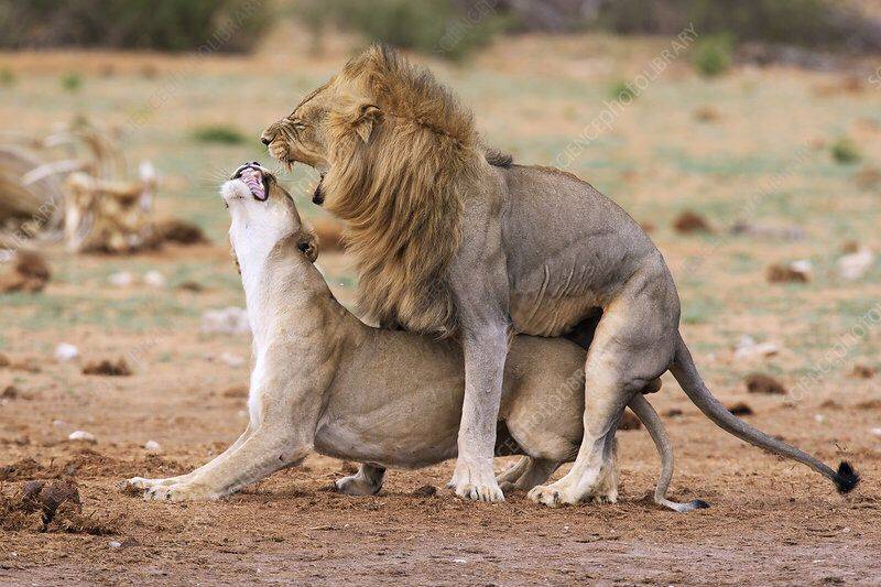 然而动物在交配行为中也是有选择权的,雌性狮子只会选择狮群中最为