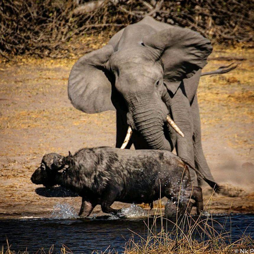 非洲巨兽之战:草原象频繁杀死犀牛,用一刚一柔两个方法来阻止_大象