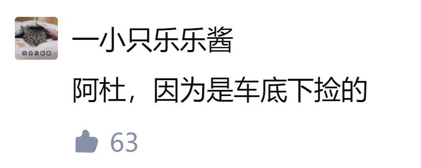 小猫起名字招财霸气不俗气_小猫起名字大全可爱_给小猫起名字