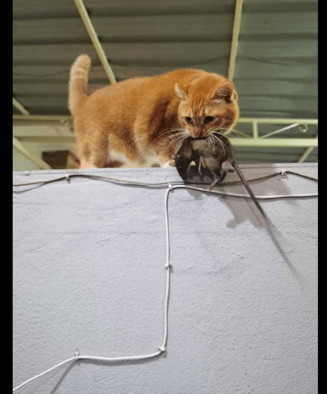 橘猫叼了一只大老鼠在墙头上,把主人吓得不轻,猫:打赏吧!
