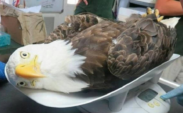 白头海雕获救 躺着萌歪头量体重_inc_group_raptor