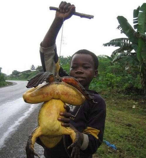 非洲巨蛙,体型巨大,让它们荣获世界之最,却也带来灭顶之灾