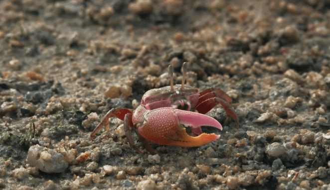 原创大自然生物的进化方式之蟹化我们爱吃的螃蟹是如何进化而来