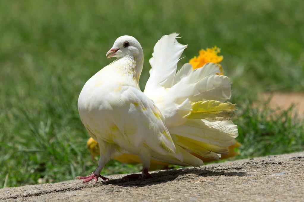 鸽子饲养鸽子吃什么钙片好