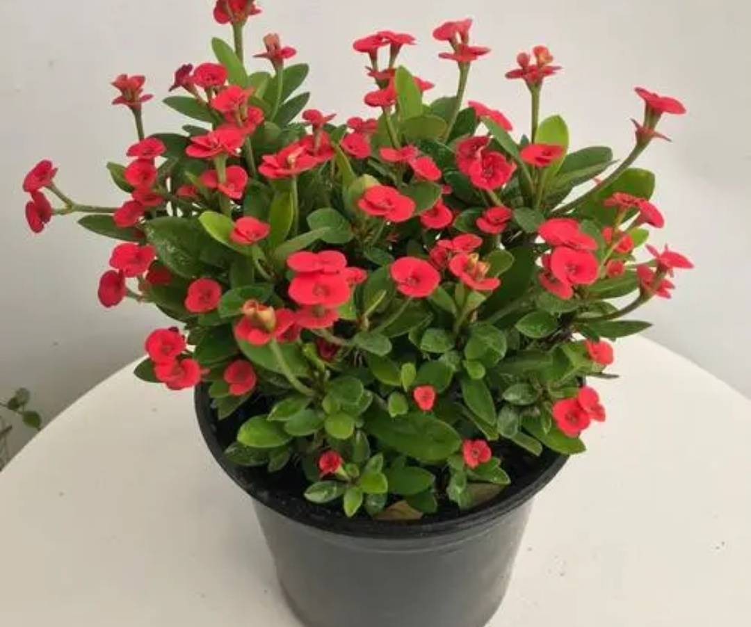 原创5种耐旱花不喜欢浇太勤旱着养更容易开花