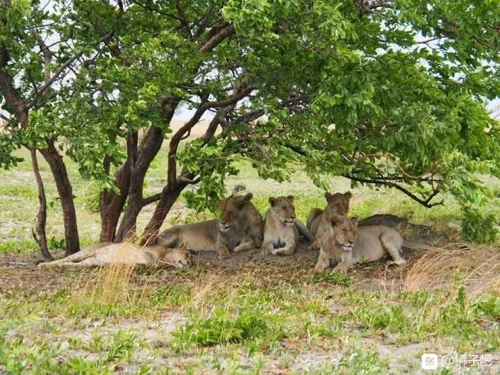 柳瓦夫人,柳瓦平原最后的母狮重生与希望_sepo_公园_狮子