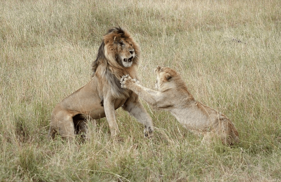 獅群_倒刺_雌獅