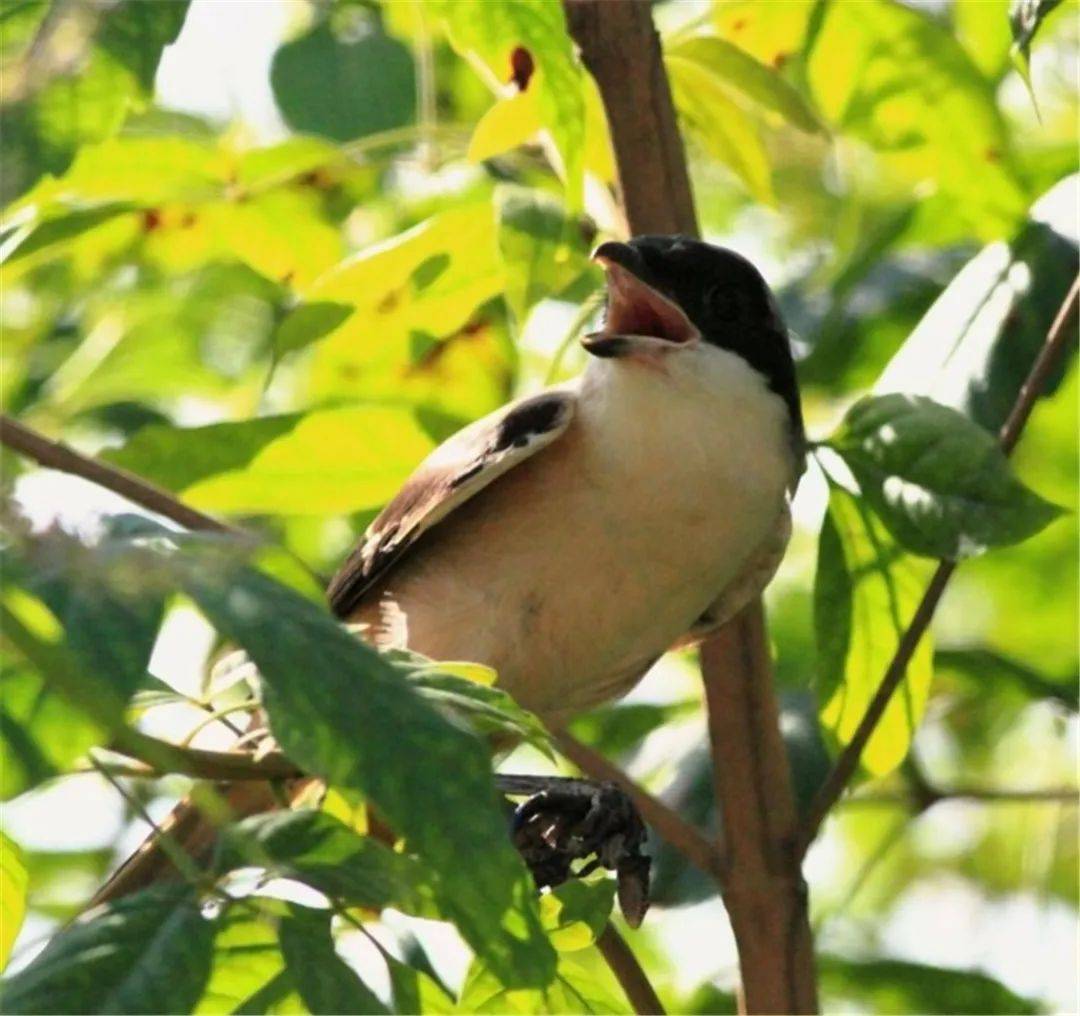 原创湖南崀山出现2只布谷鸟雄鸟引走正在孵蛋的雌伯劳雌鸟飞进产下蛋