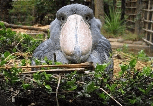 世界上最 蠢 的鸟 见人就拔毛相送 硬生生把自己 拔光 羽毛 动物 生活