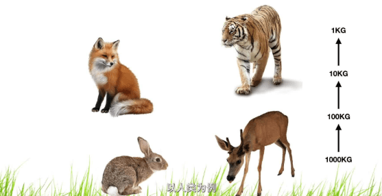 鬣狗那么讨厌,为什么狮子不将它们全部消灭?_能量_食草动物_食物链