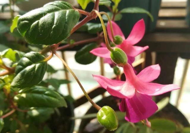 8种花不用扦插 开完花等1个月 一盆能生几十盆 种子 小苗 开花