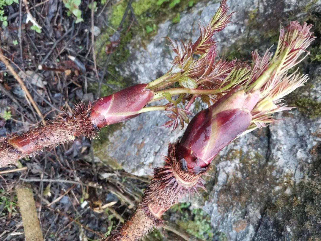 既然楤木这么危险,为何在我国却十分受人们喜爱呢?
