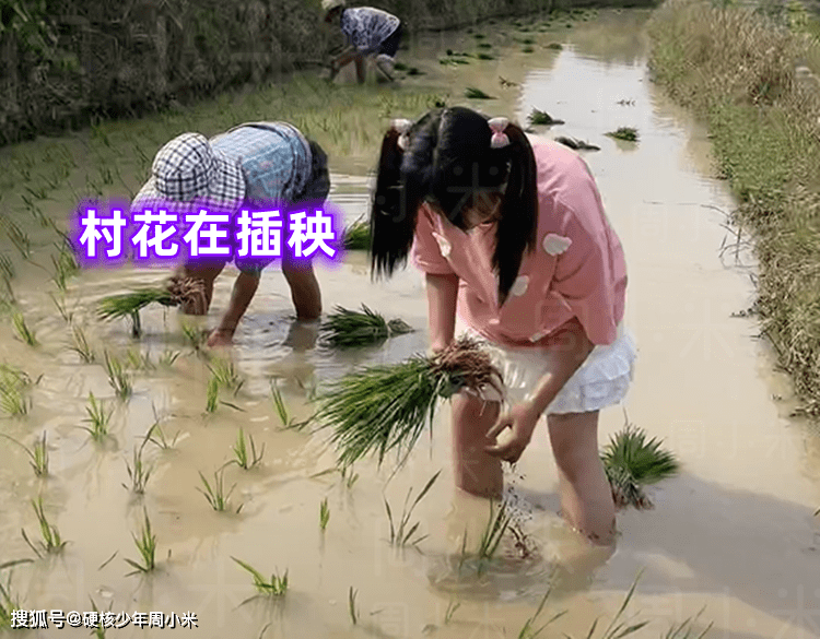 原创广西一村花穿着短裙插秧获怒赞男生这才是真正的农村女孩