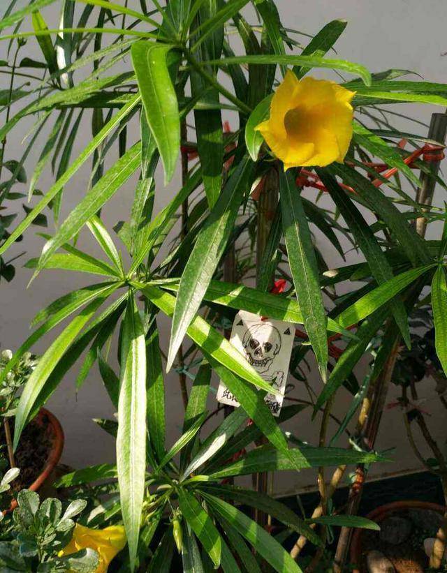 家裡養棵酒杯花金黃花海真醉人看著就賞心悅目