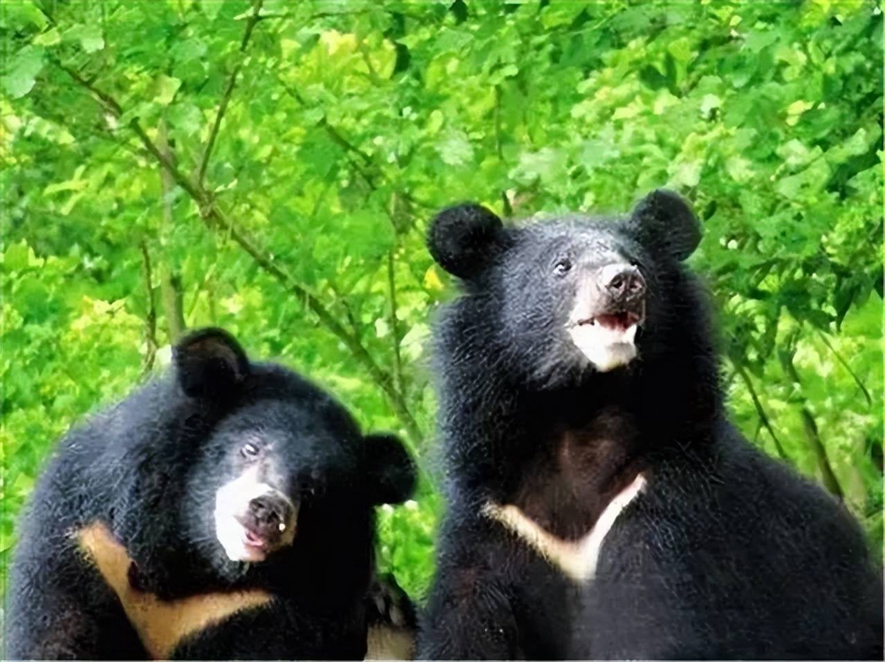 黑熊的祖先图片