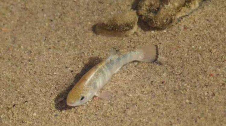 世界上最“奇特”的鱼，在沙漠中繁殖数万年，如今还未灭绝