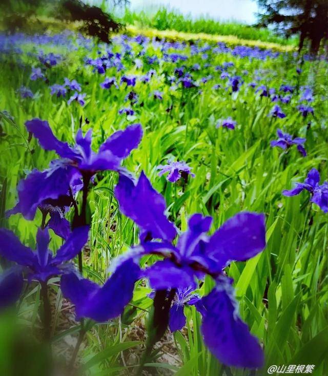故乡没有鸢尾花|阅读时光_马莲花_风中_月光
