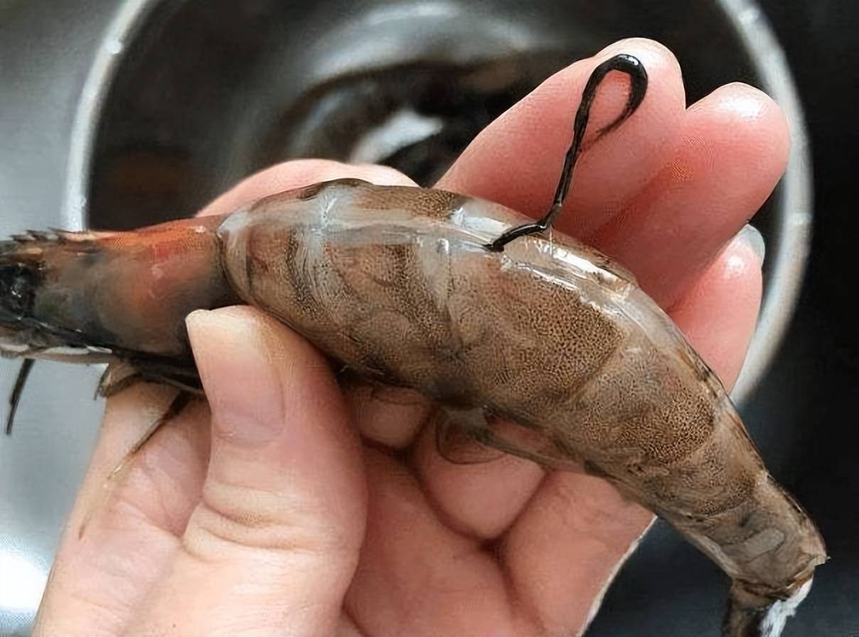 建议男人干活累了就吃这4种肉类高钙高蛋白身体强壮少生病