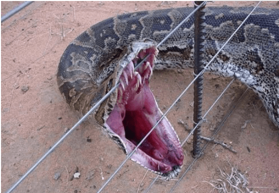 现实中的"狂蟒之灾",亚马逊丛林之王,世界上最大的蛇—森蚺_体型_猎物