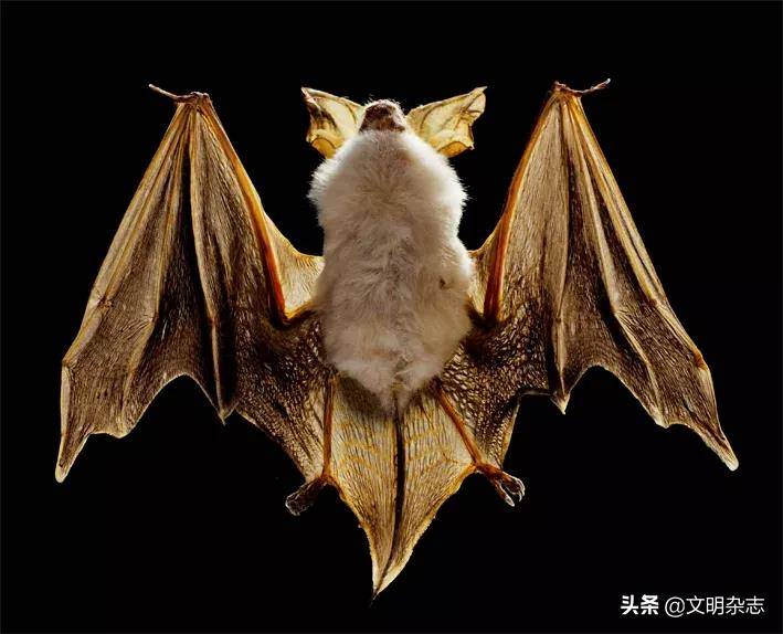 天亮说晚安:夜行性动物的日常生活_活动_白天_灵长目