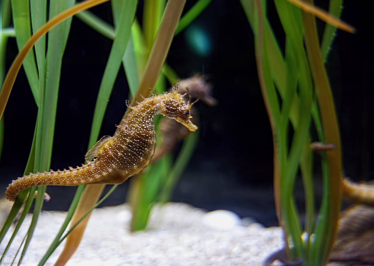 原创生活在海里的海马看看它们是怎样的繁殖方式