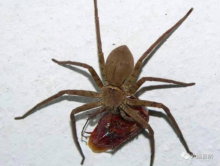 室内最大型的蜘蛛,白额高脚蛛全长达13厘米,却是专门捕食蟑螂_是一种