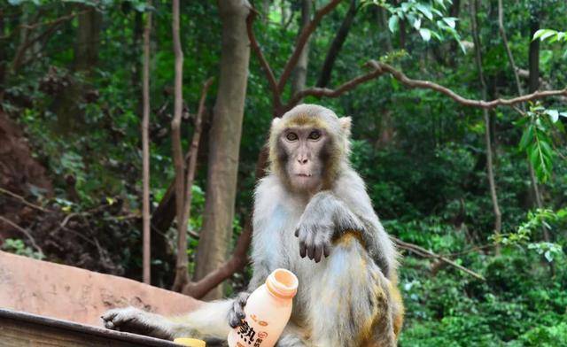 贵州的一座大山里，猴子非常猖獗，经常抢夺游客的食物和背包