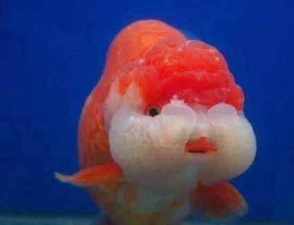 有的金鱼可能患有炸鳞病,而一些新手还误认为购买了珍珠鱼,也有一些