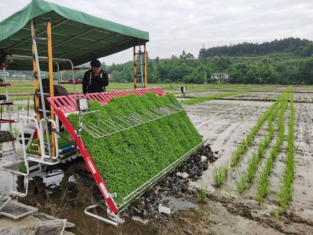安州水稻制种全程机械化 省钱省力还提效_杂交_绵阳市_秧苗