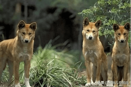 能抓袋鼠能捕鯊,搖身一變成當地保護動物_生物_生活_野狗