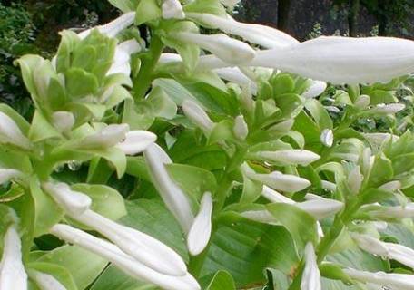 此花可以入药 是一种的全身药用植物清热 消肿 解毒 止痛功效 玉簪 赤赤 古代