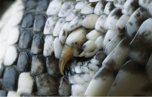 蟒蛇与其他蛇类最大的不同就是蟒蛇的身体上还存在着退化的残肢,但是