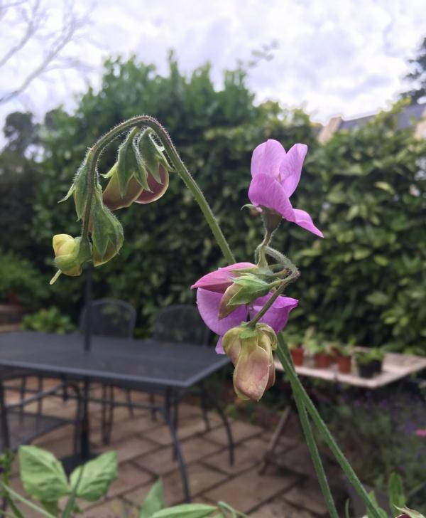 哪个品种的豌豆花能够成为观赏植物还能制作成手捧花 麝香 栽培 进行