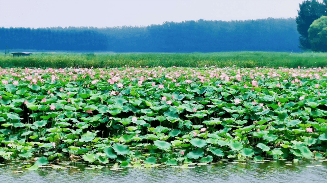 东湖仙子（短篇小说）