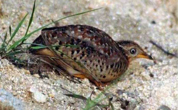 黄脚三趾鹑为小型鸟类,外形似鹌鹑的鸟,生态习性和鹌鹑类似,善奔走